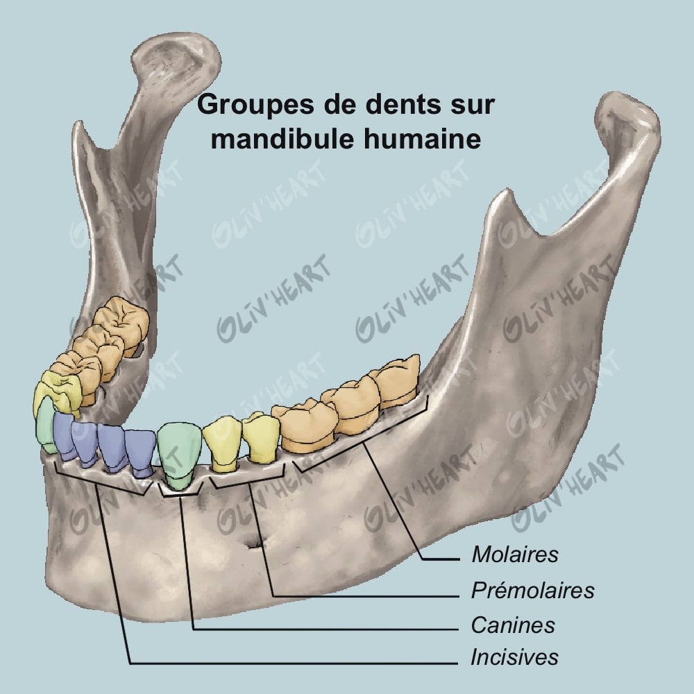 Illustration scientifique dentition mandibule