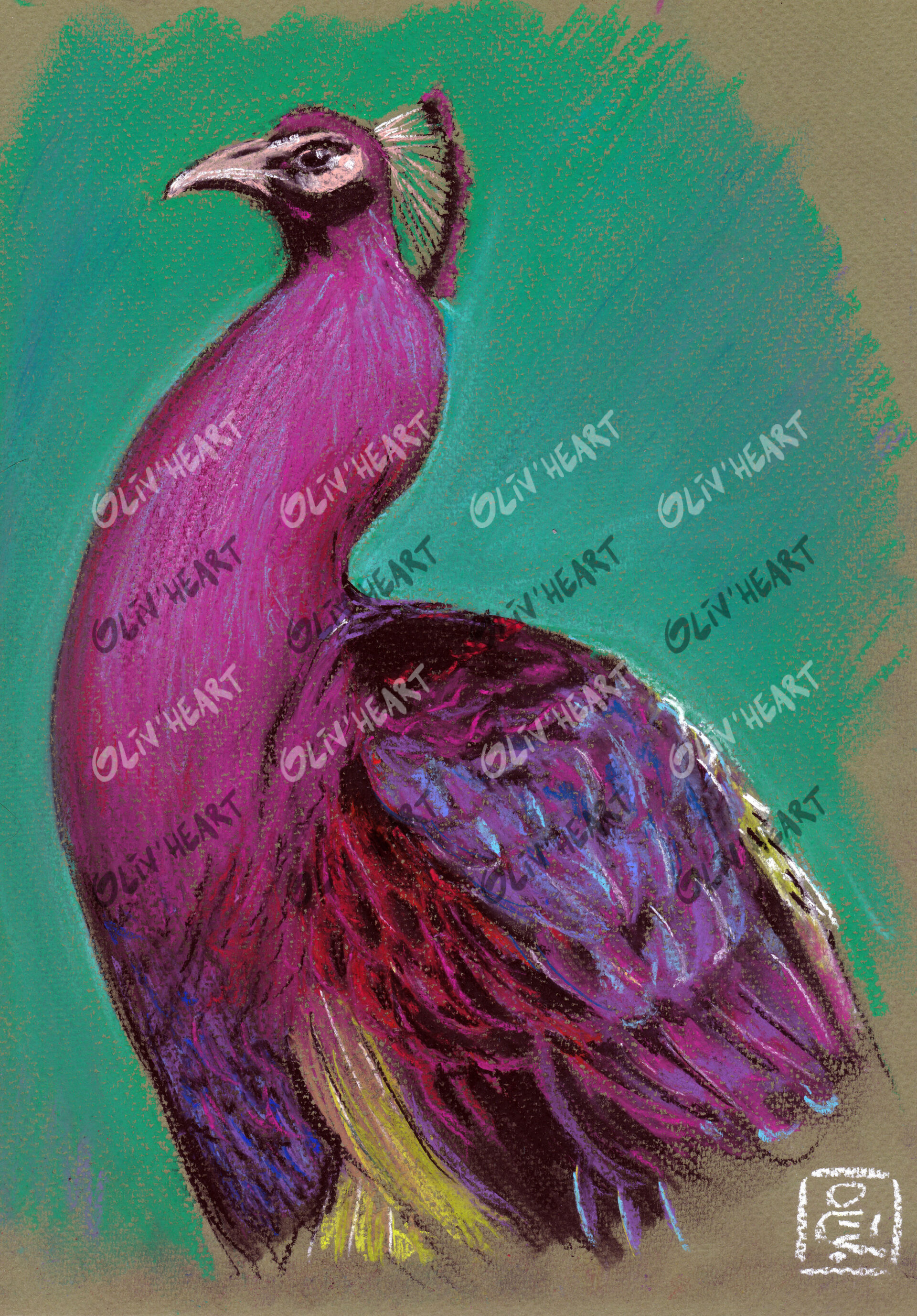 Illustration Paon - Pastel